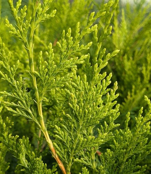 Cupressocyparis leylandii ‘Castlewellan Gold’